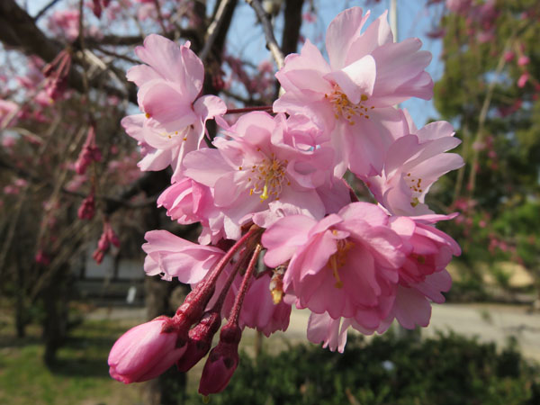 2018 桜