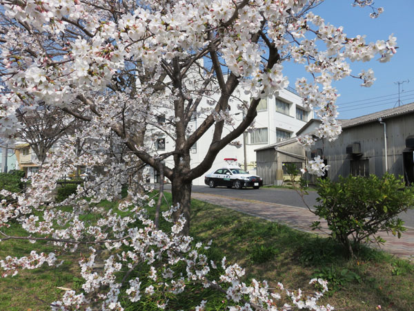 2018 桜